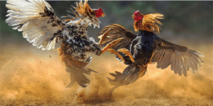 Todays Best Chicken FightingToIncrease Winning Rate at HI881